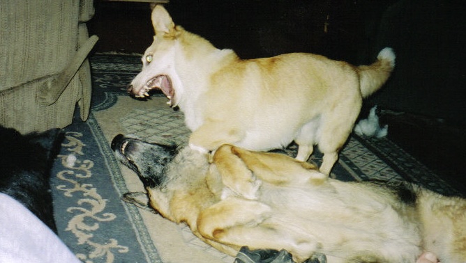 Ziggy and his wife, Jora