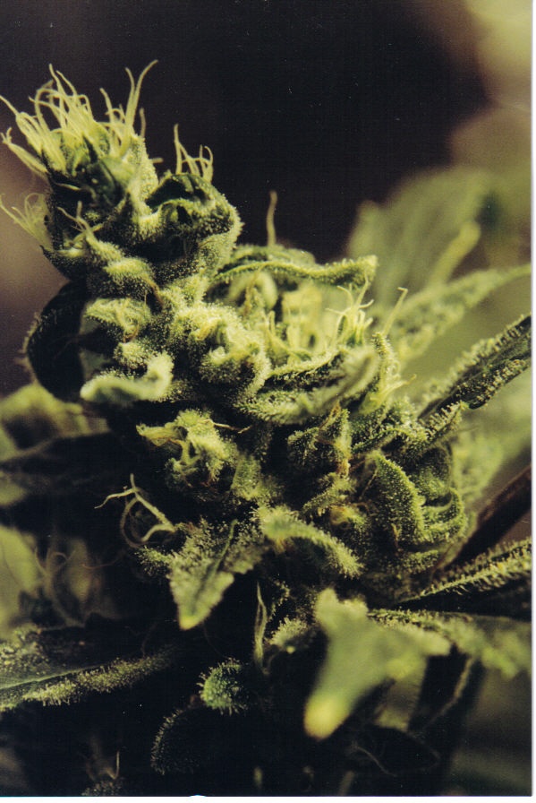 beautiful bud!