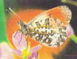 click here to see the butterflies!