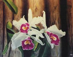 click here to see the oil paintings!